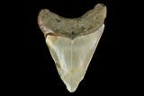 3.13" Fossil Megalodon Tooth - North Carolina - #130037-1